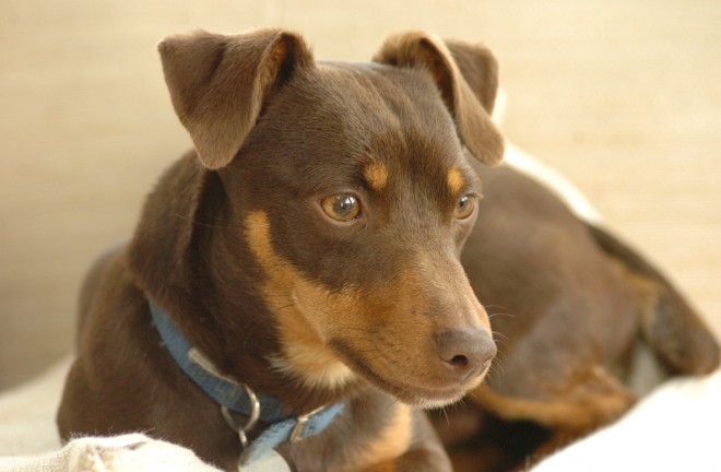 Beautiful Miniature Chocolate Jack Russell Terrier Jack Russell