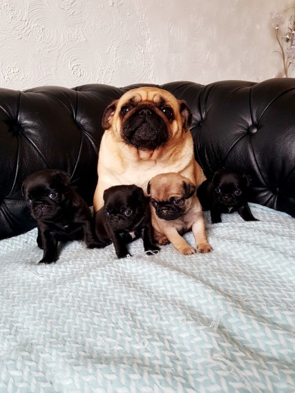 Stunning Pure Pugs | Pug for Sale | Leicestershire | Mypetzilla