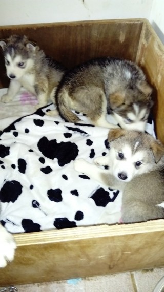 Japanese Akita.siberian Husky Puppies For Sale. | Akita for Sale