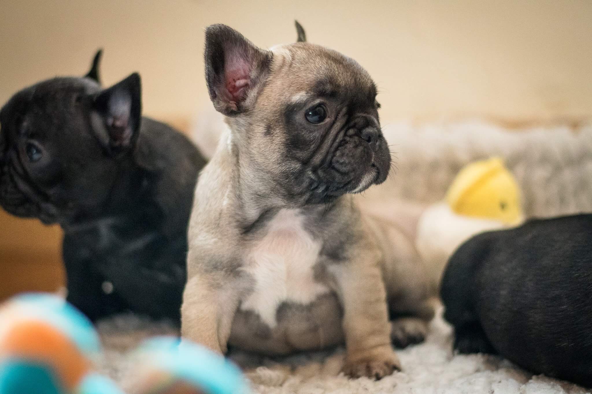 French bulldog puppies available | French Bulldog for Sale Near Me in ...
