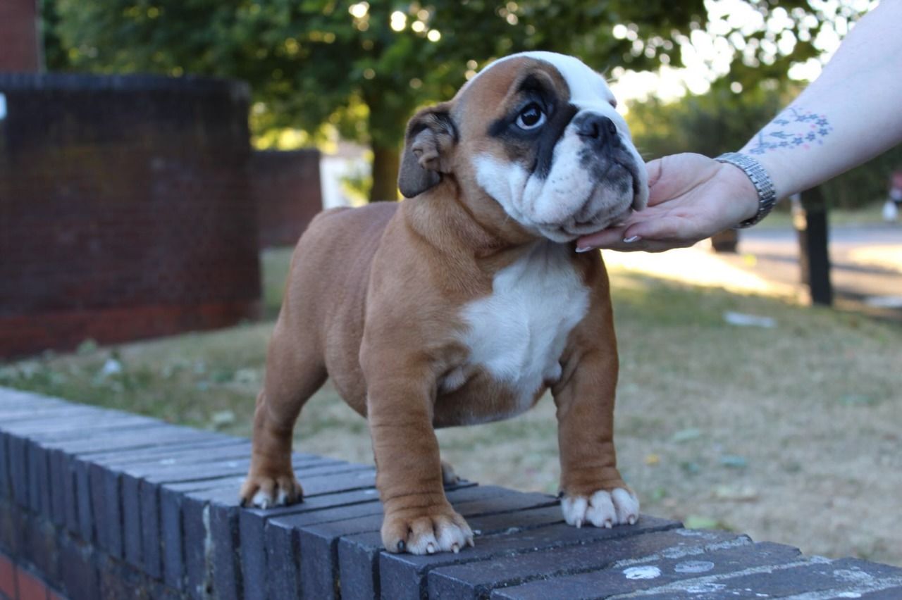 Amazing Litter Of 6 English Bulldog Puppies For Sale| English Bulldog ...