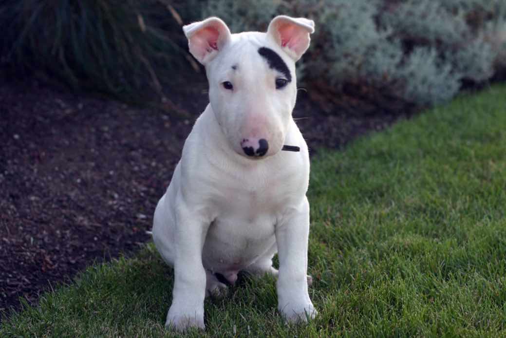 Puppies English Bull Terrier Photo Bleumoonproductions