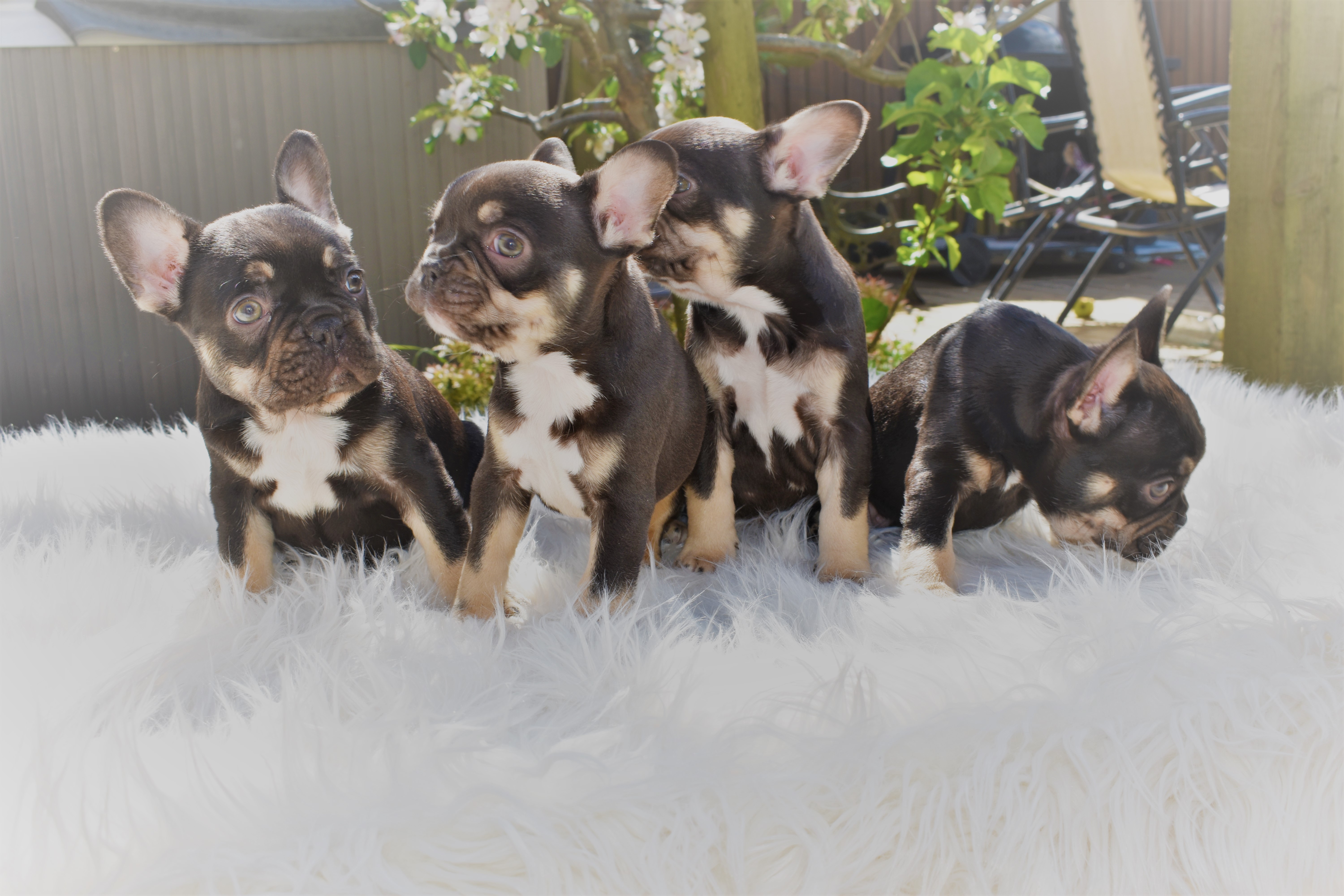 CHOCOLATE AND TAN FRENCH BULLDOG PUPPIES READY NOW | French Bulldog for ...