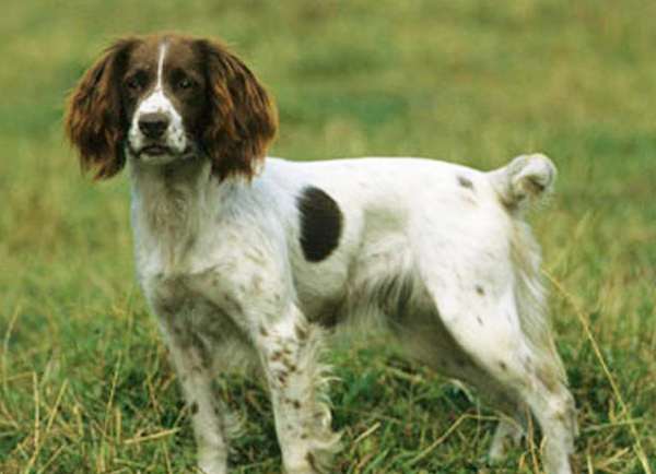 English Springer Spaniel - Dog Breed | Mypetzilla