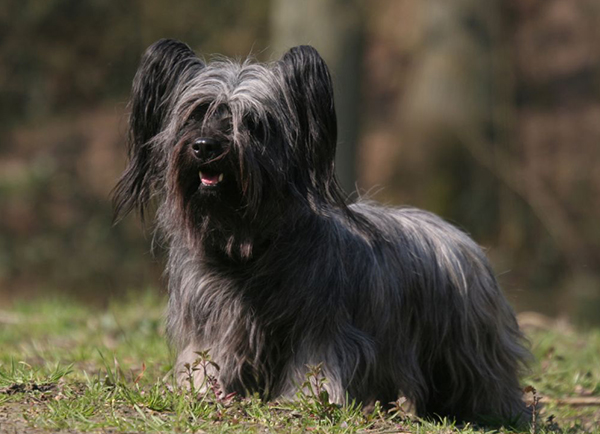 Skye Terrier | Dog Breeds Facts, Advice & Pictures | Mypetzilla UK