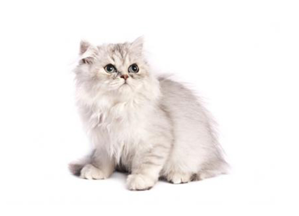 Cat Breeds - Cat Breed Selector A-Z | Mypetzilla