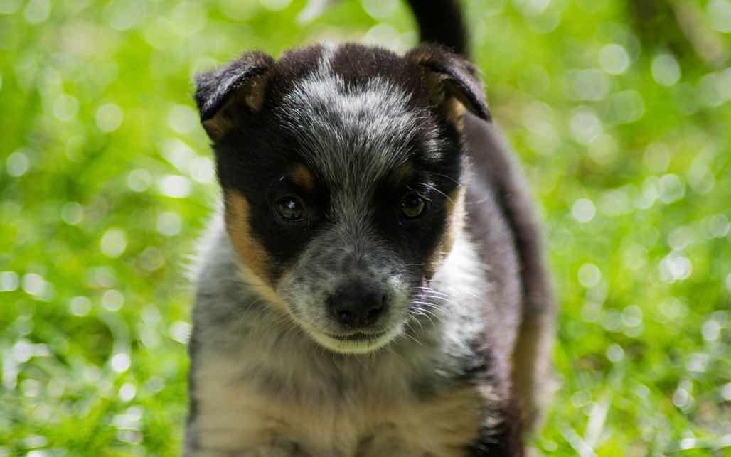 what age do cattle dog puppies ears stand