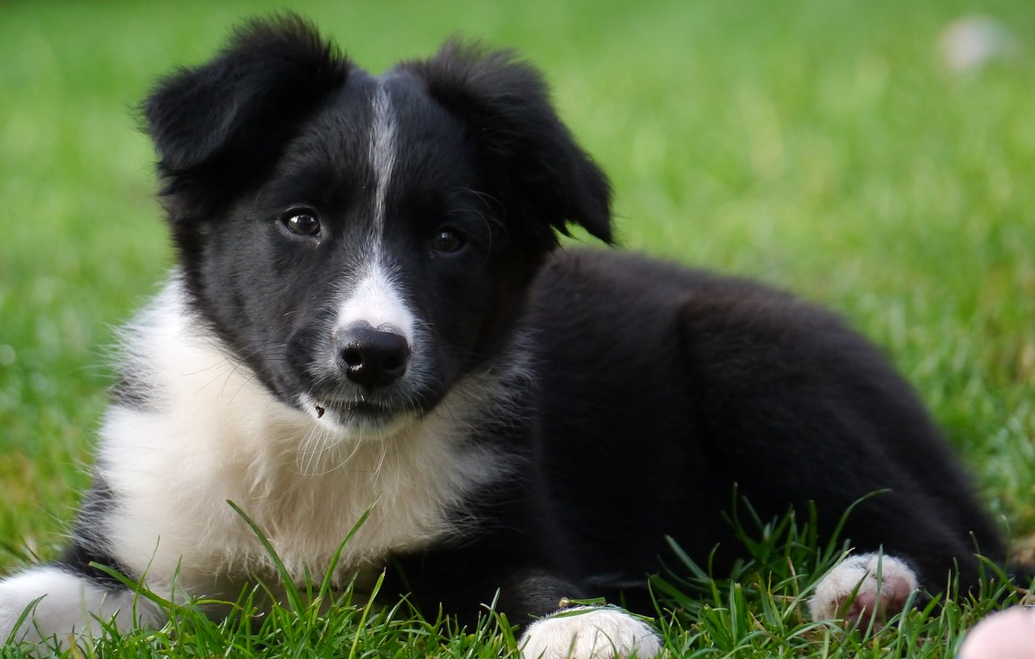 79 How To Play With Border Collie Puppy Photo Bleumoonproductions