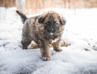 Caucasian Shepherd Dog Puppy