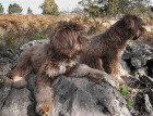 Two Portuguese Sheepdogs