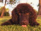 Irish Water Spaniel Face