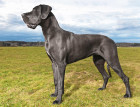 Great Dane