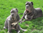 Two Neapolitan Mastiffs