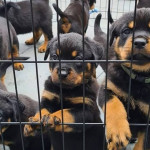 Stunning Rottweiler puppies ready to leave now 