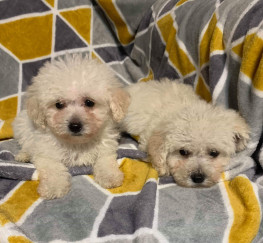 Pets  - Bichon Frise puppies