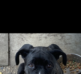 Pets  - Beautiful 4 month old Neapolitan Mastiff Bull Boxer  girl pup