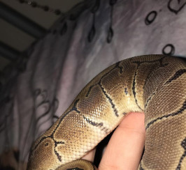 Royal Python For Sale