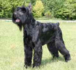 Giant Schnauzer