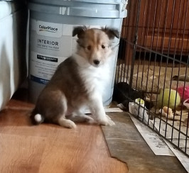 Beautiful Shetland Sheepdog Puppies