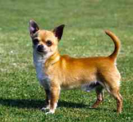 Chihuahua dogs for stud in Liverpool