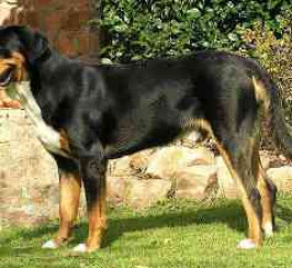 Greater Swiss Mountain Dog