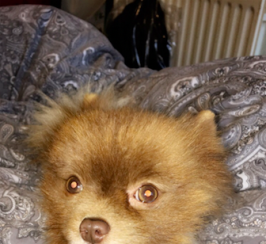 Pomeranian - With Papers 