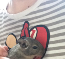 Beautiful loving Degus