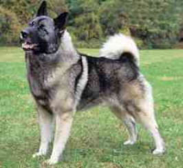 Norwegian Elkhound