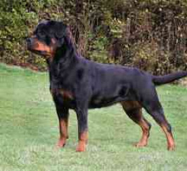 Rottweiler Dogs and Puppies for Sale Near Me | Mypetzilla UK