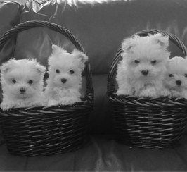 Stunning Snow White Maltese Puppies.