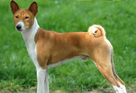 Basenji Dog Breed Information, Photos, Overview and Facts | Mypetzilla