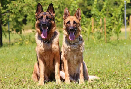 German Shepherd Dog Breed Information, Photos, Overview and Facts ...