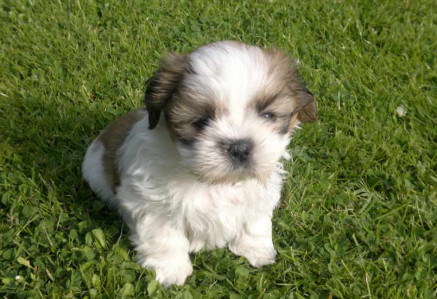 Shih Tzu Dog Breed Information, Photos, Overview and Facts | Mypetzilla