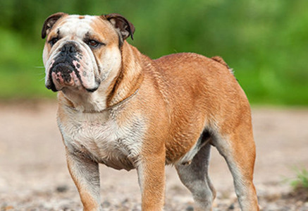 English Bulldog Dog Breed Information, Photos, Overview and Facts ...