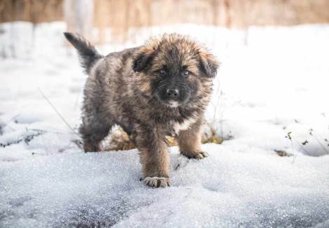 Caucasian Shepherd Dog Puppy