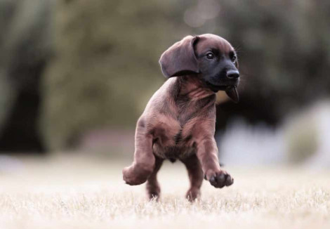 Bavarian Mountain Hound Puppy