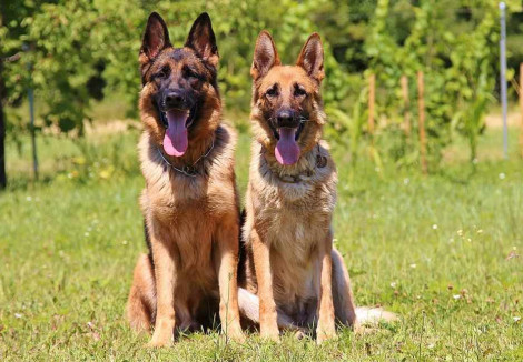 German Shepherd | Dog Breeds Facts, Advice & Pictures | Mypetzilla UK