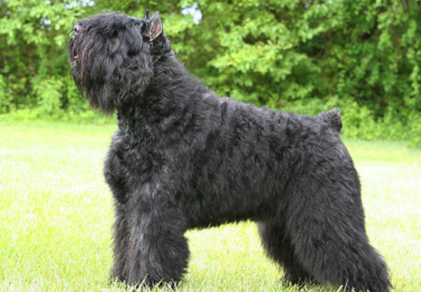 Bouvier Des Flandres