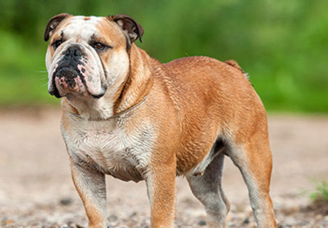 English Bulldog | Dog Breeds Facts, Advice & Pictures | Mypetzilla UK