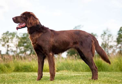 German Longhaired Pointer | Dog Breeds Facts, Advice & Pictures ...