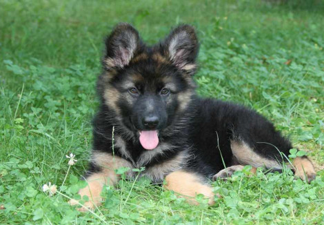 German Shepherd | Dog Breeds Facts, Advice & Pictures | Mypetzilla UK