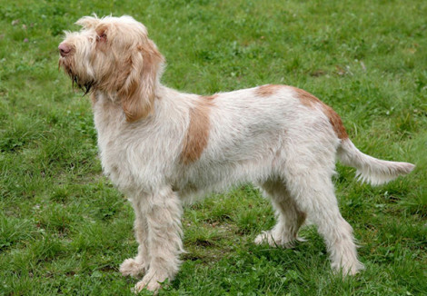 Italian Spinone | Dog Breeds Facts, Advice & Pictures | Mypetzilla UK