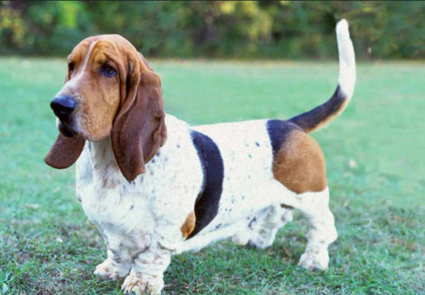 Senior Basset Hound