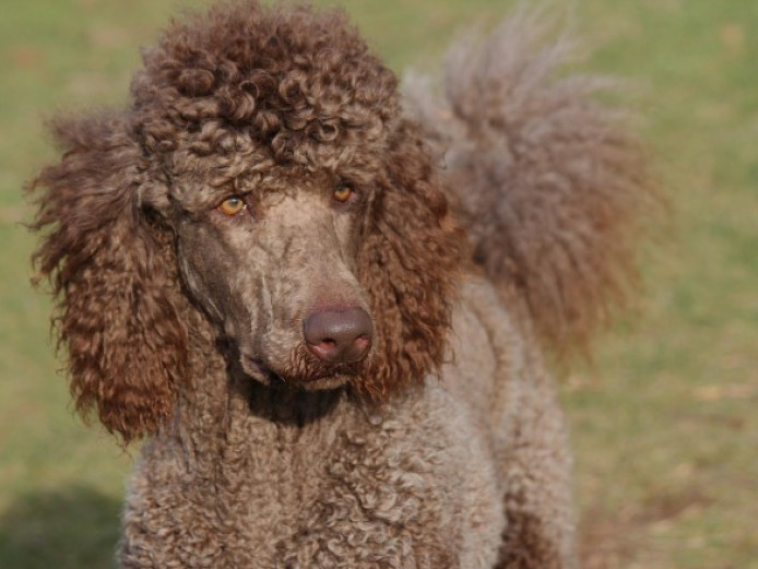 Kc Health Tested Cafe Au Lait Standard Poodle Stud | Standard Poodle