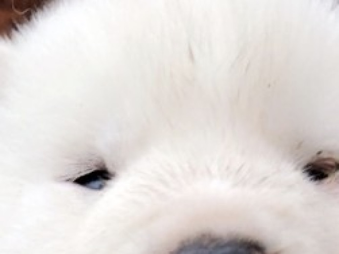 Beautiful Pure White Akitas | Akita for Sale | West Yorkshire | Mypetzilla