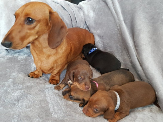 Beautiful Miniature Dashund... | Miniature Dachshund for Sale ...