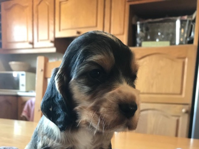 Beautiful cocker spaniel puppies. Viewings begin this weekend!