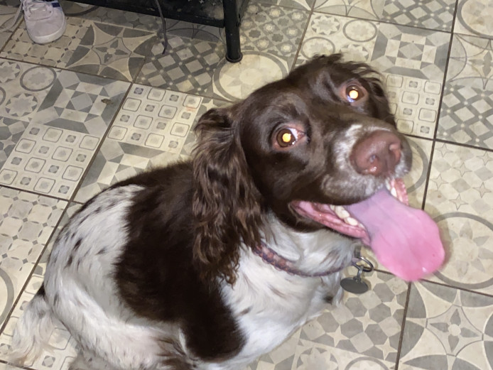 English springer spaniel puppies for sale 