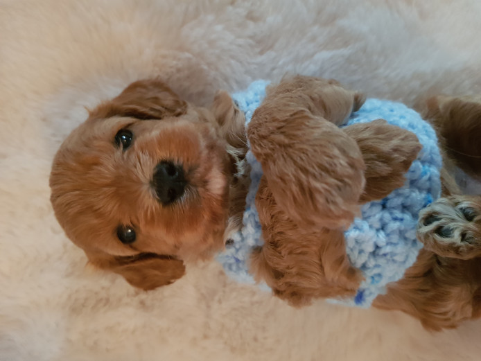 F1B CAVAPOO PUPPIES 