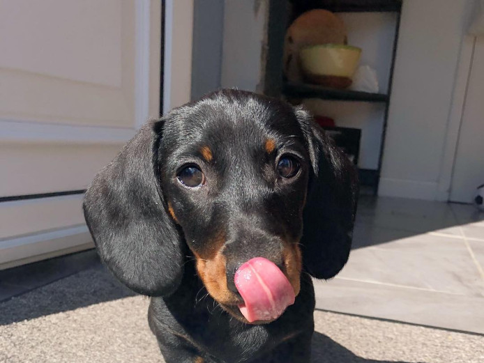 Dachshund puppies 